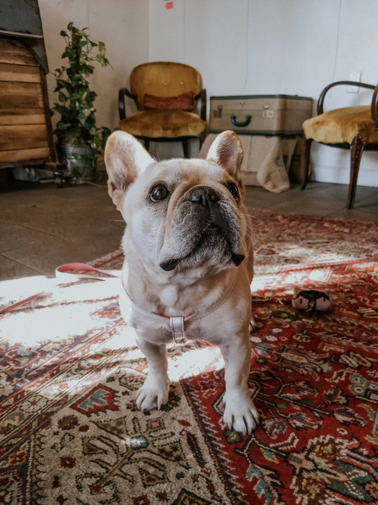 French Bulldog In Living Room