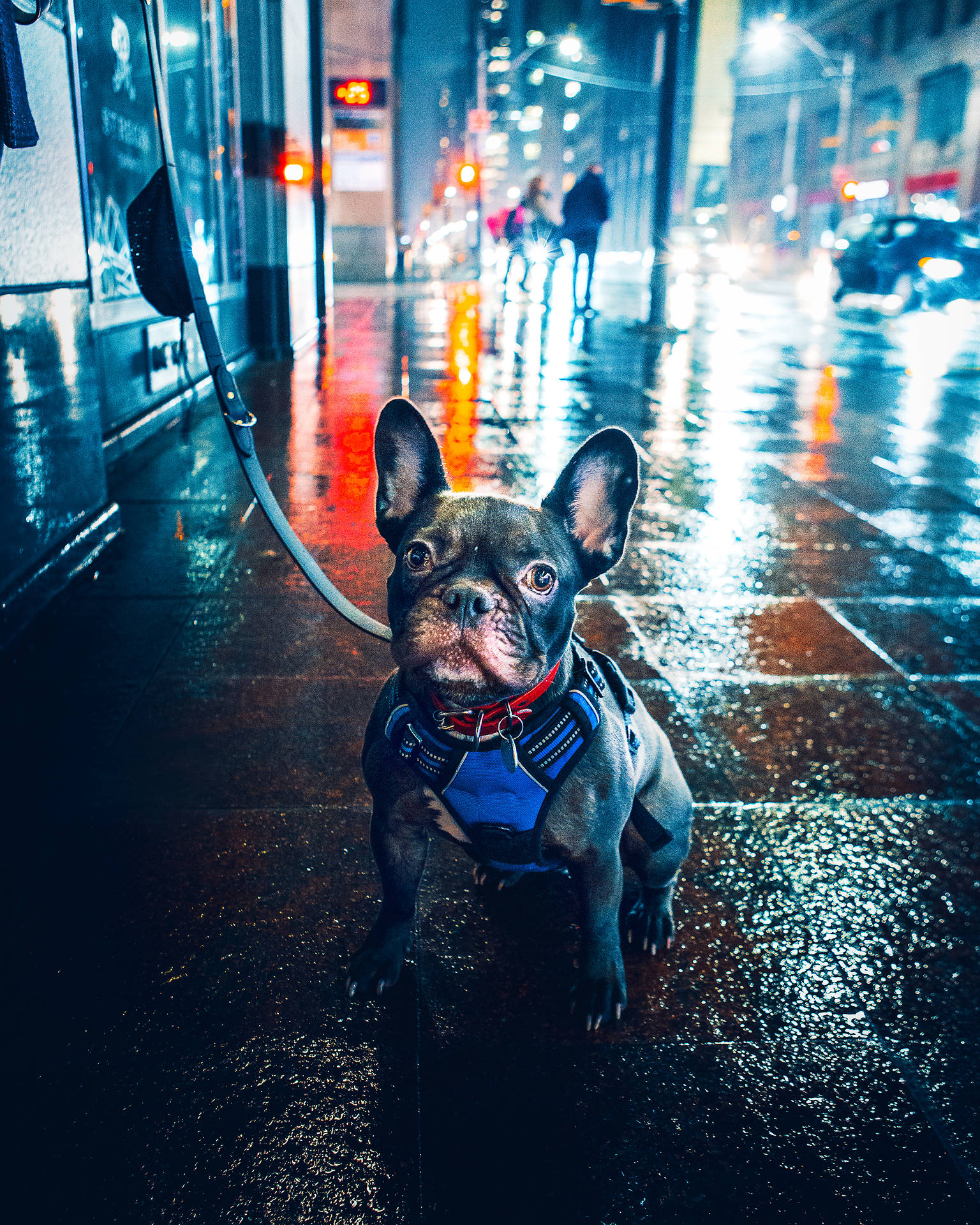 French Bulldog In Night City Background