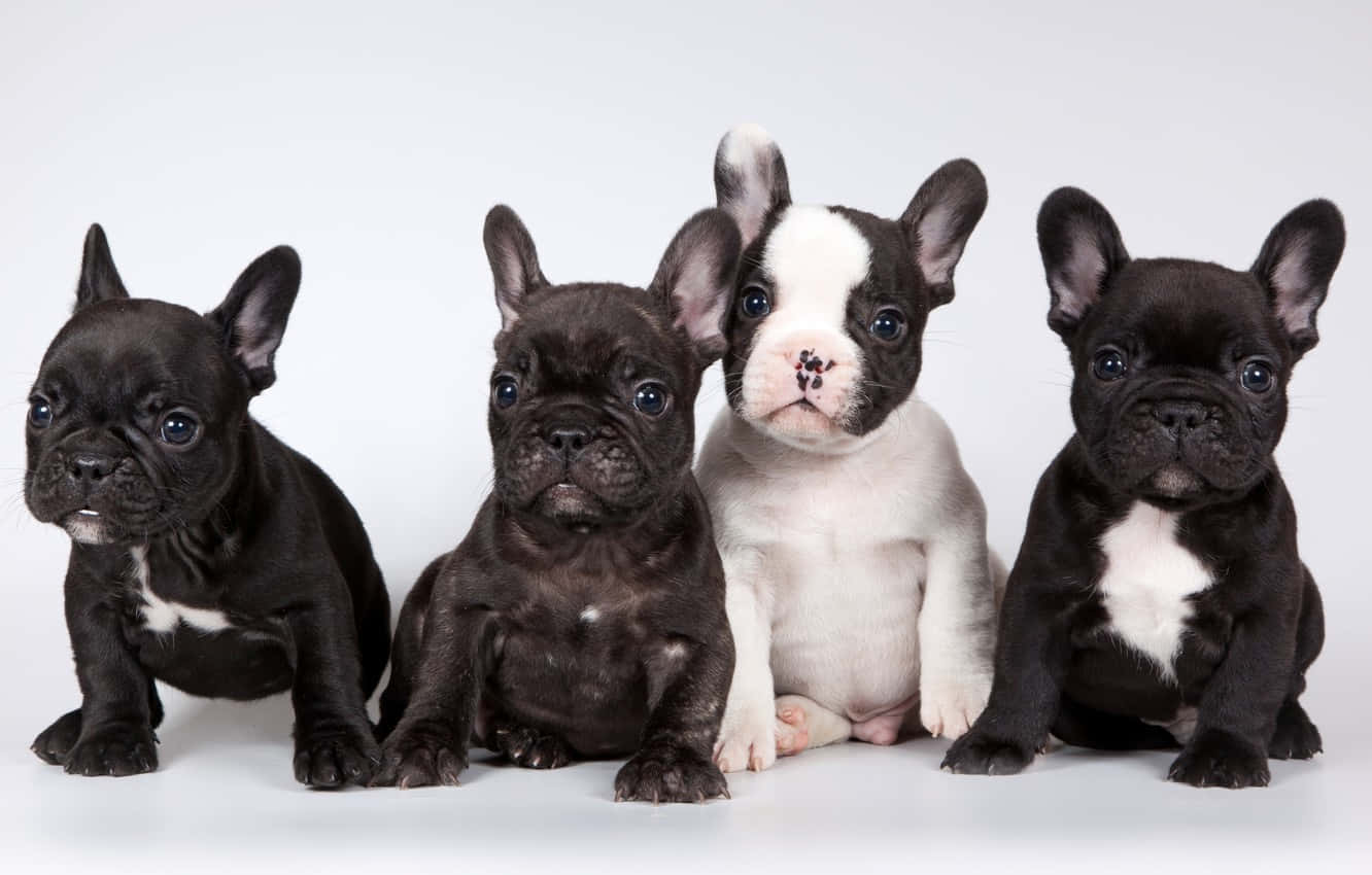 French Bulldog Puppies Studio Background