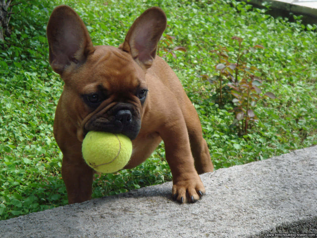 French Bulldog Puppy Playing Tennis Ball Background