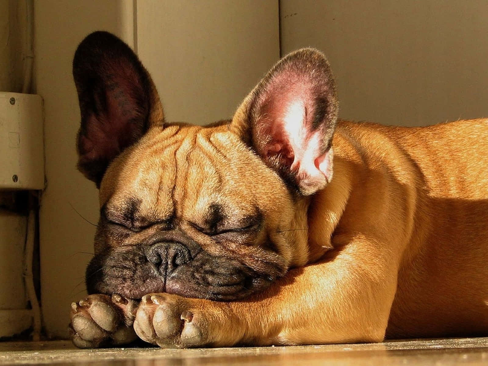 French Bulldog Sleeping Sun Basking Background