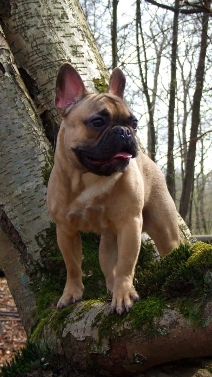 French Bulldog Standing On Tree Top Background