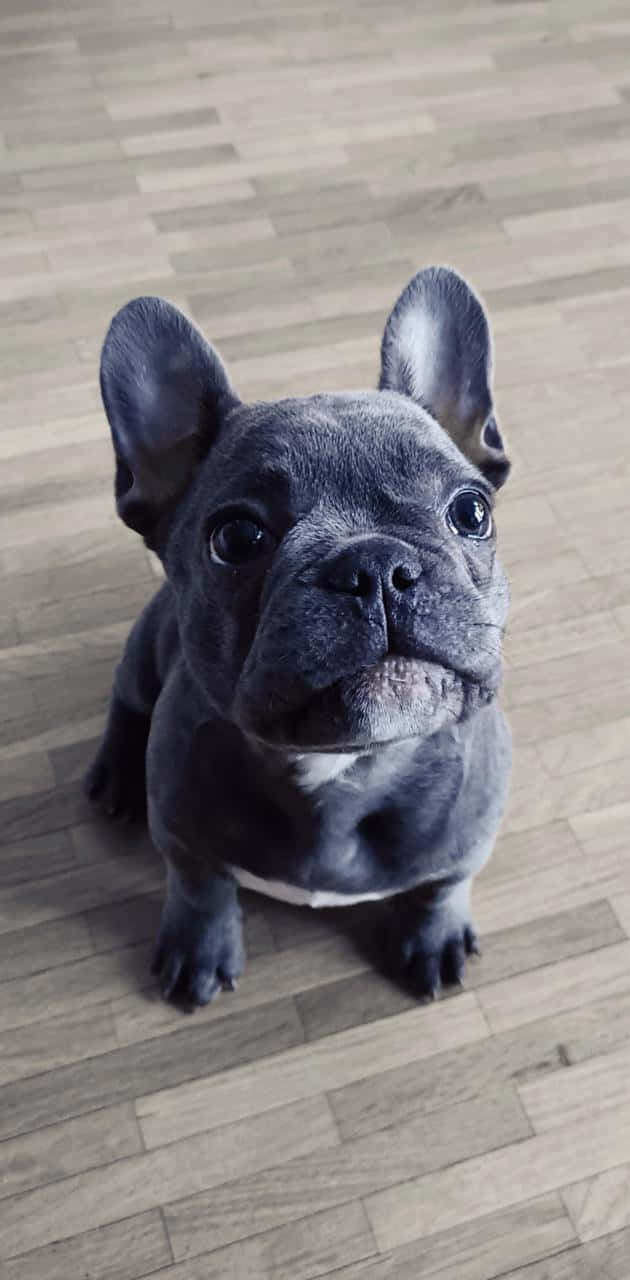 French Bulldog Waiting Food Background