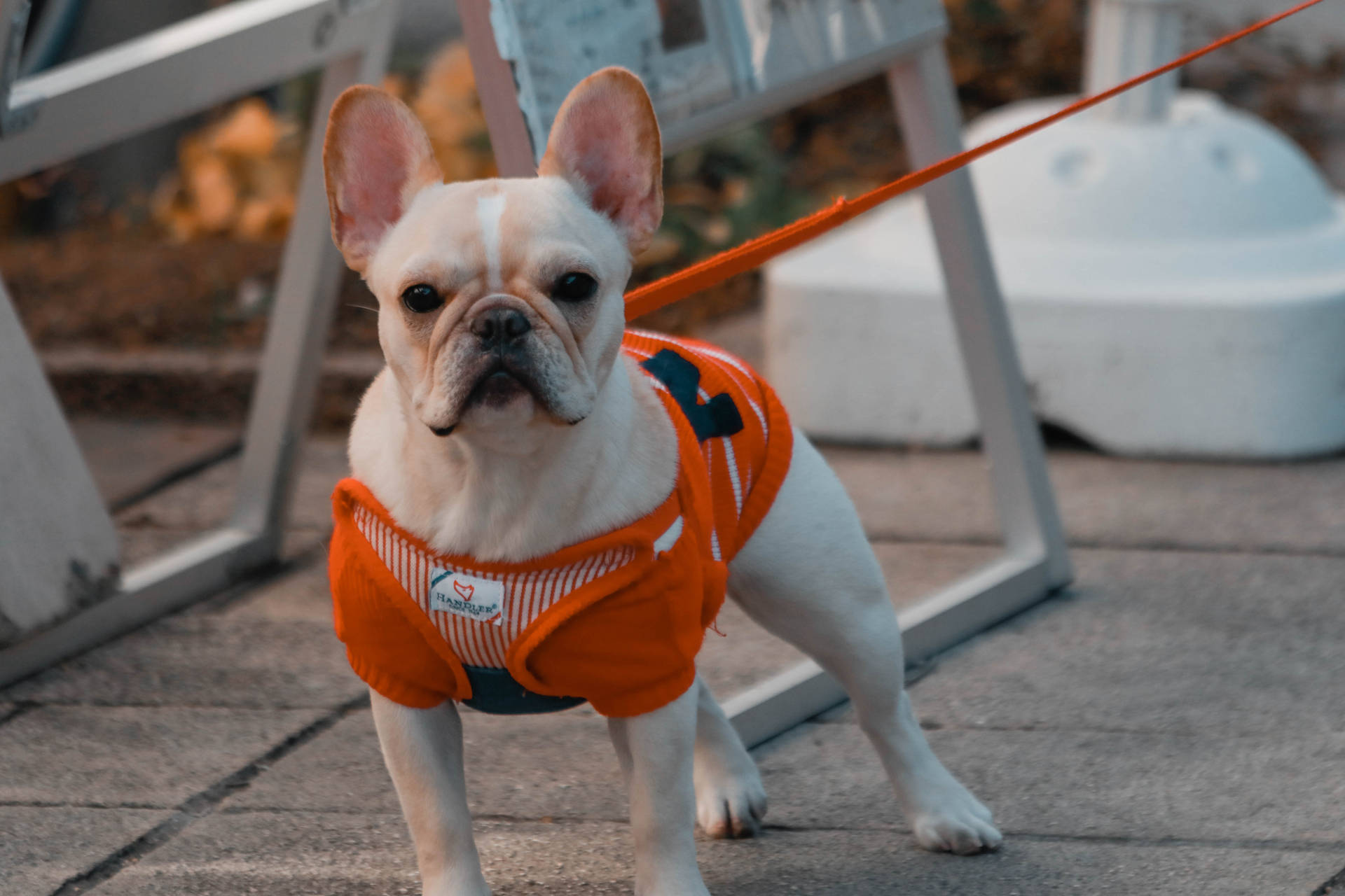 French Bulldog Without Tail Background