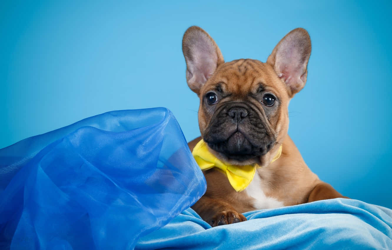 French Bulldog Yellow Bow Tie Background