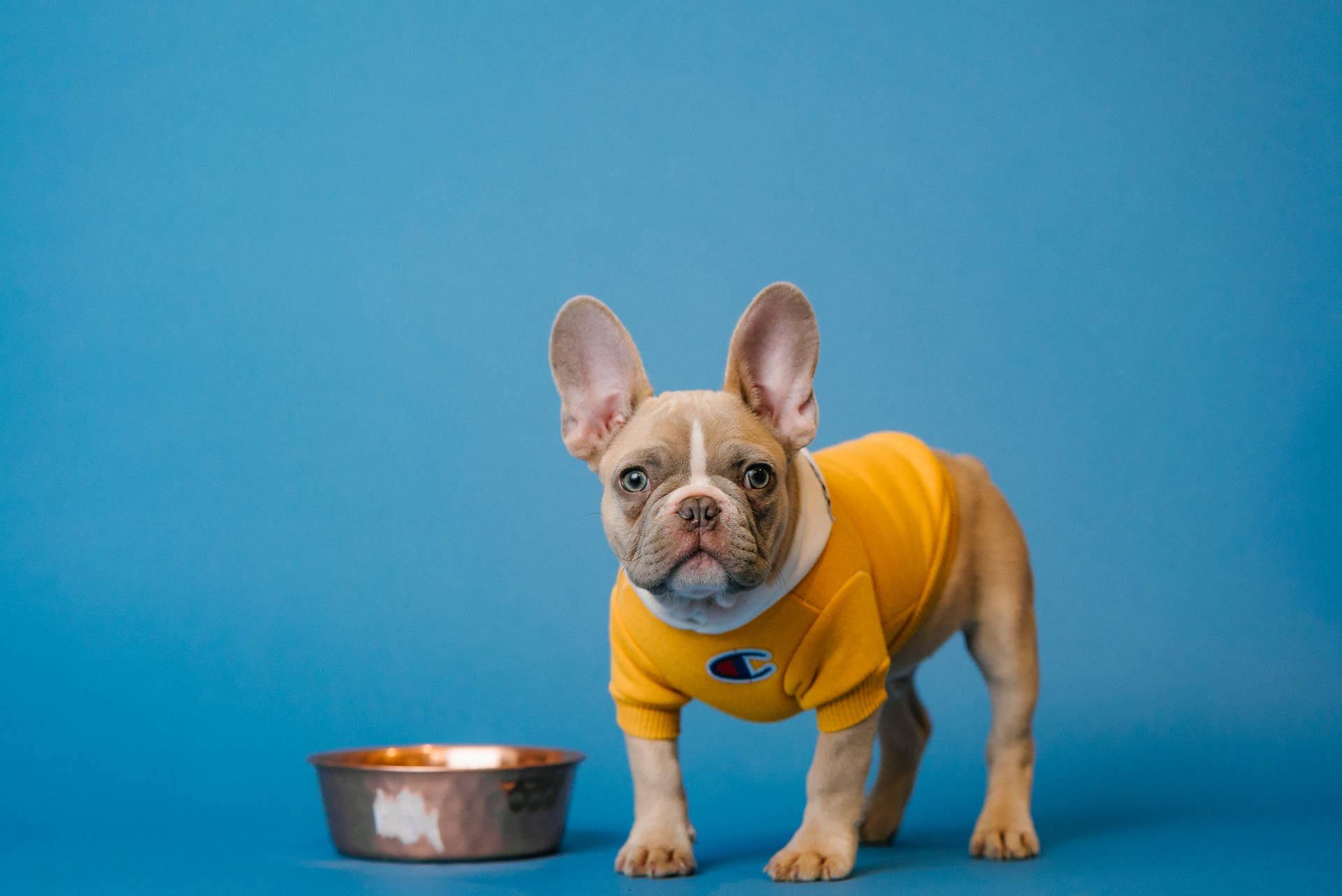 French Bulldog Yellow Champion Shirt Background
