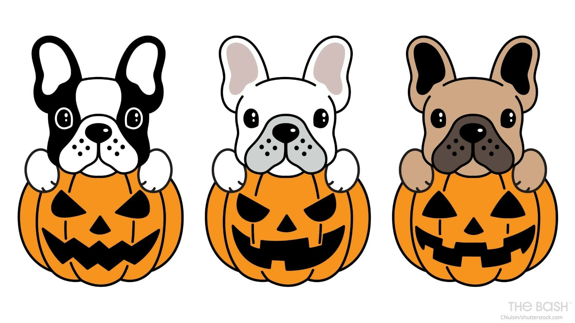 French Bulldogs In Beautiful Halloween Pumpkins Background