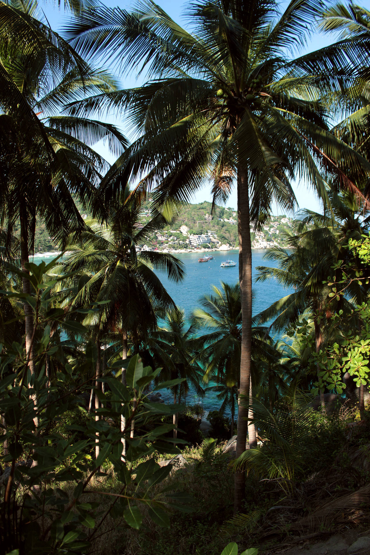 French Guiana Coconut Trees Background