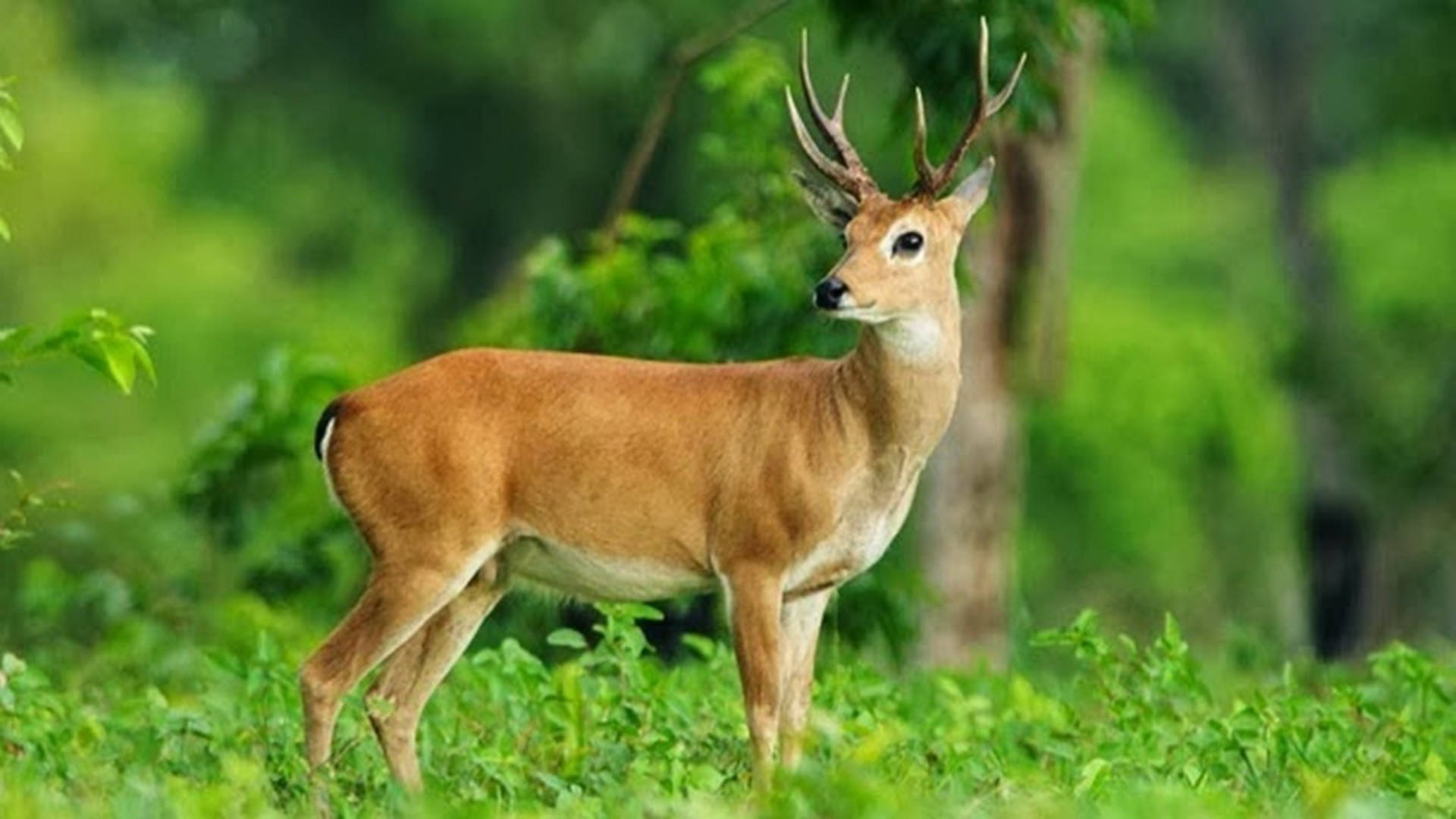 French Guiana Deer