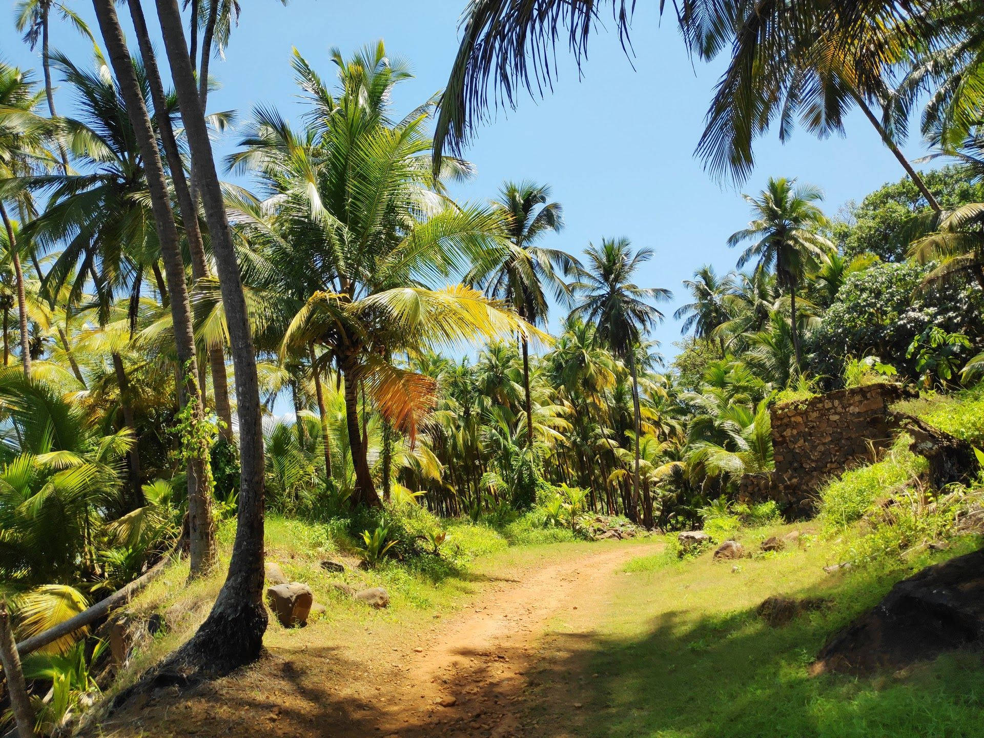 French Guiana Forest Background