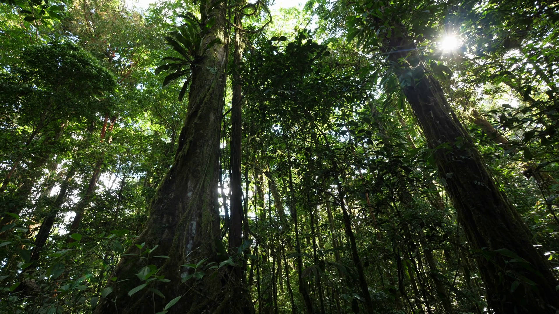 French Guiana Forest Tall Trees Background