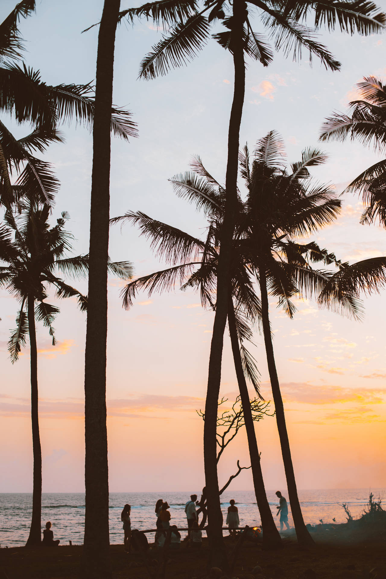 French Guiana Palm Tree Sunset Background