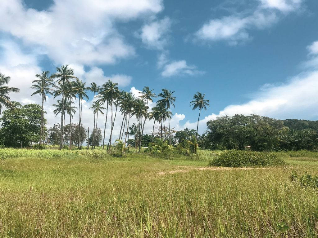 French Guiana Palm Trees Background