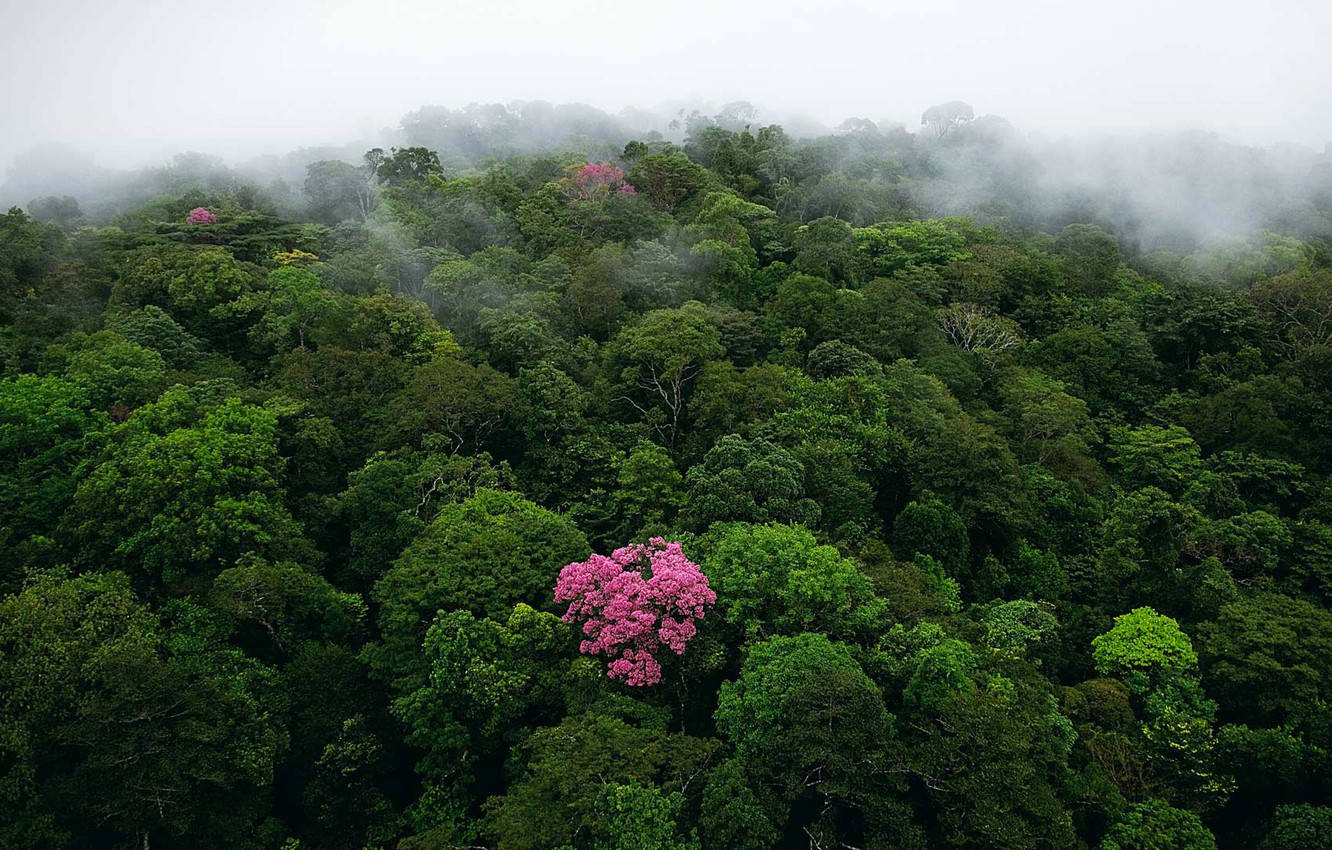 French Guiana Pink Flowers Background