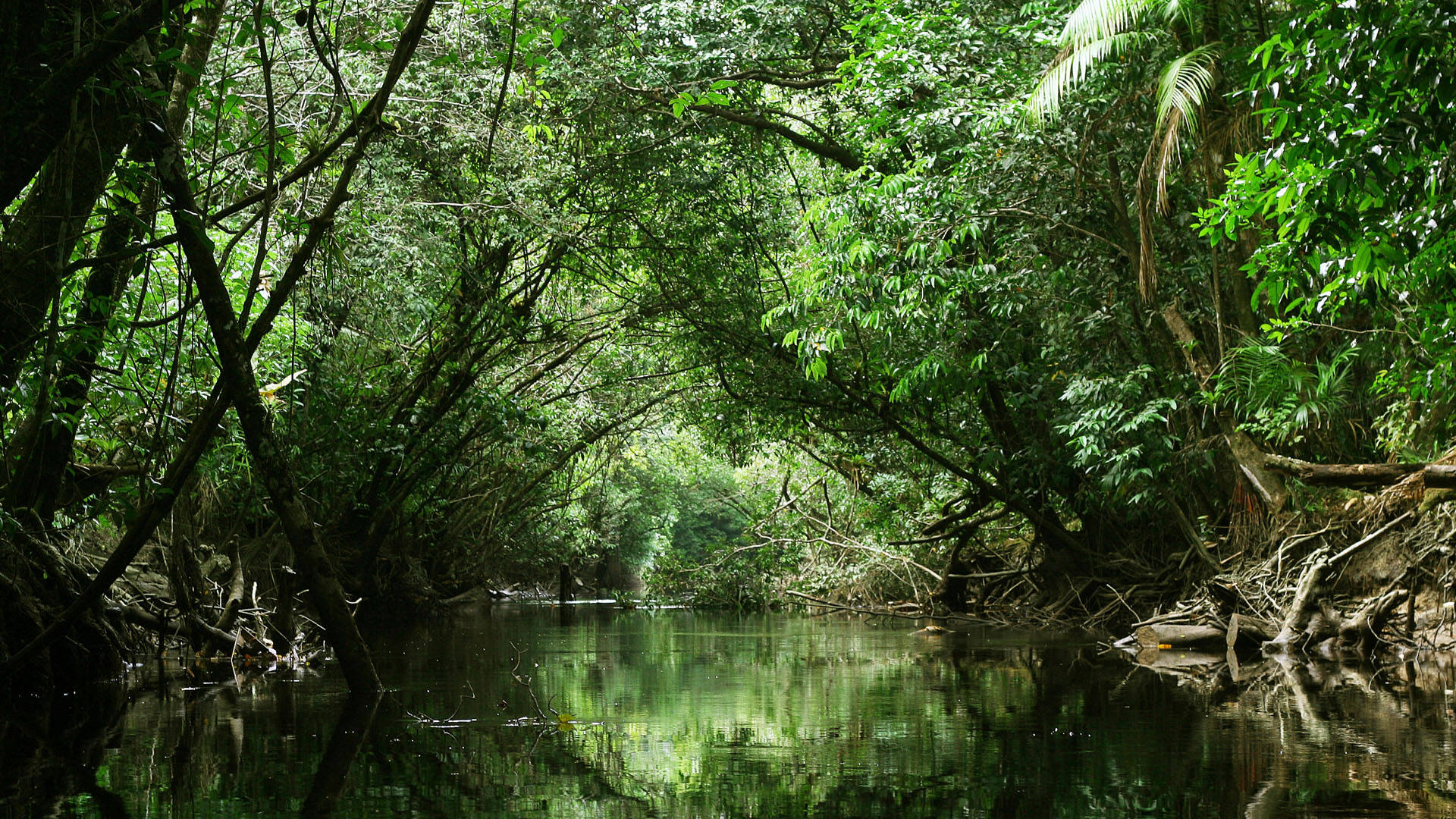 French Guiana River Jungle Background