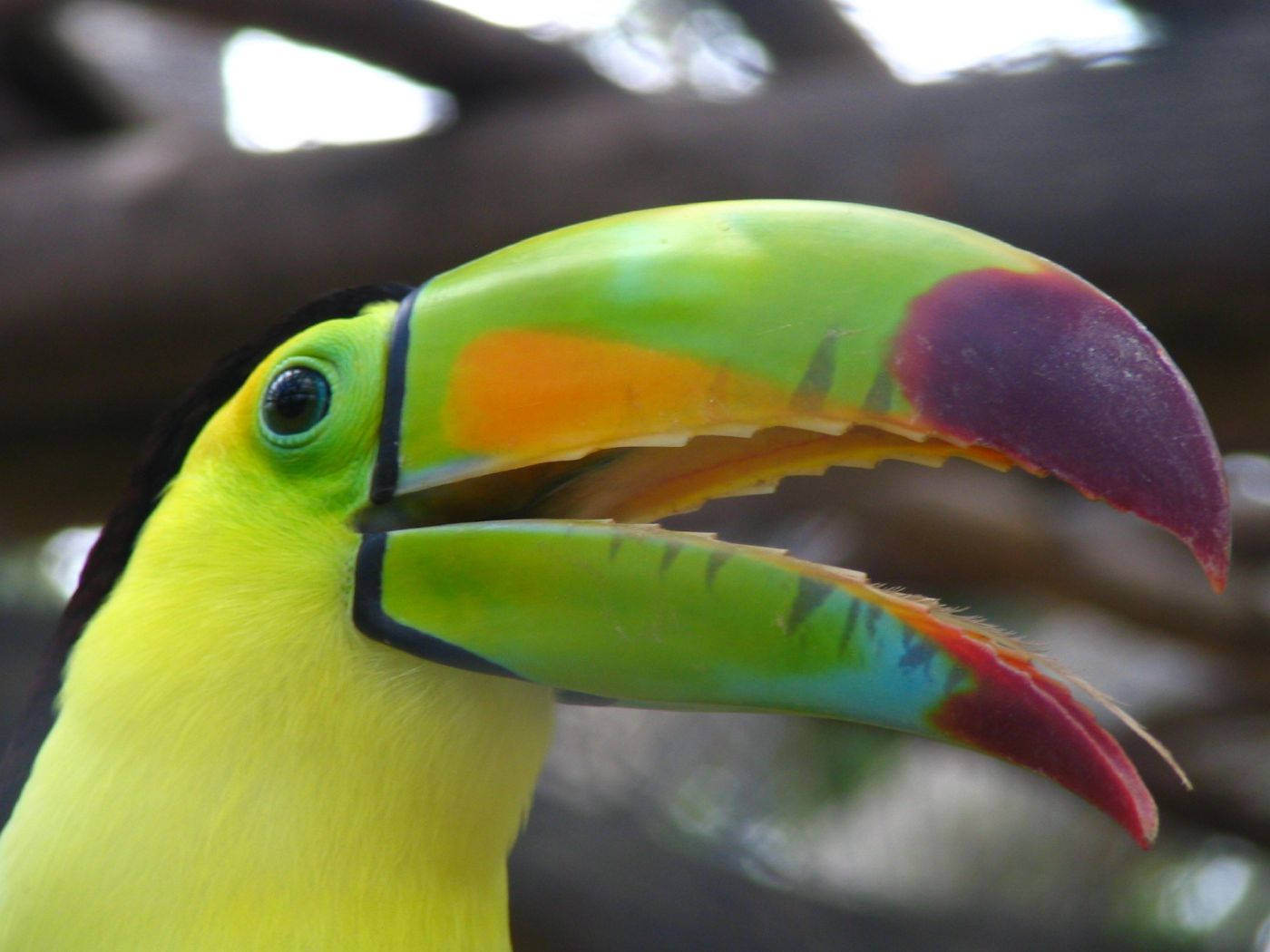 French Guiana Toucan