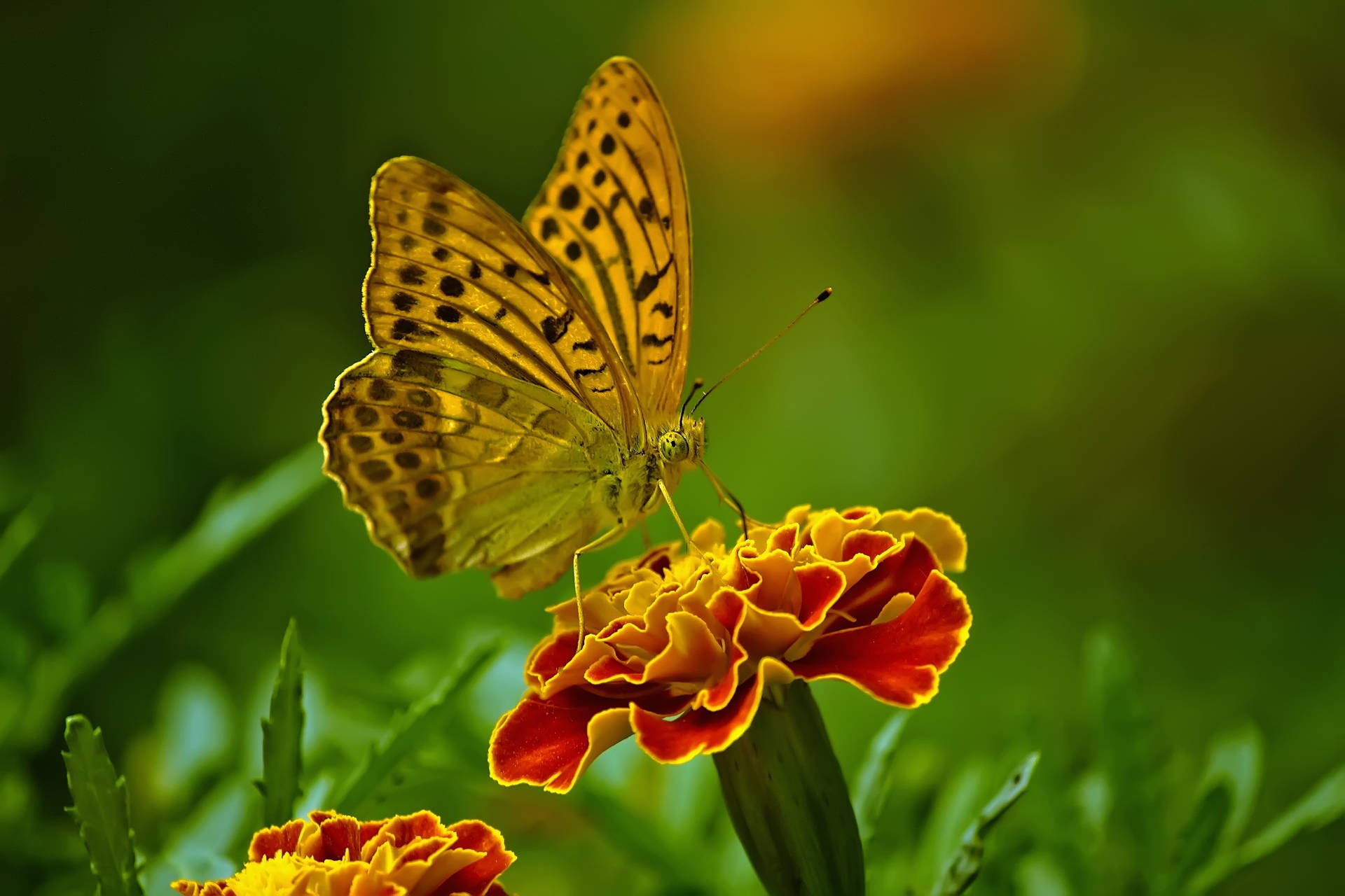 French Marigold With Butterfly Background