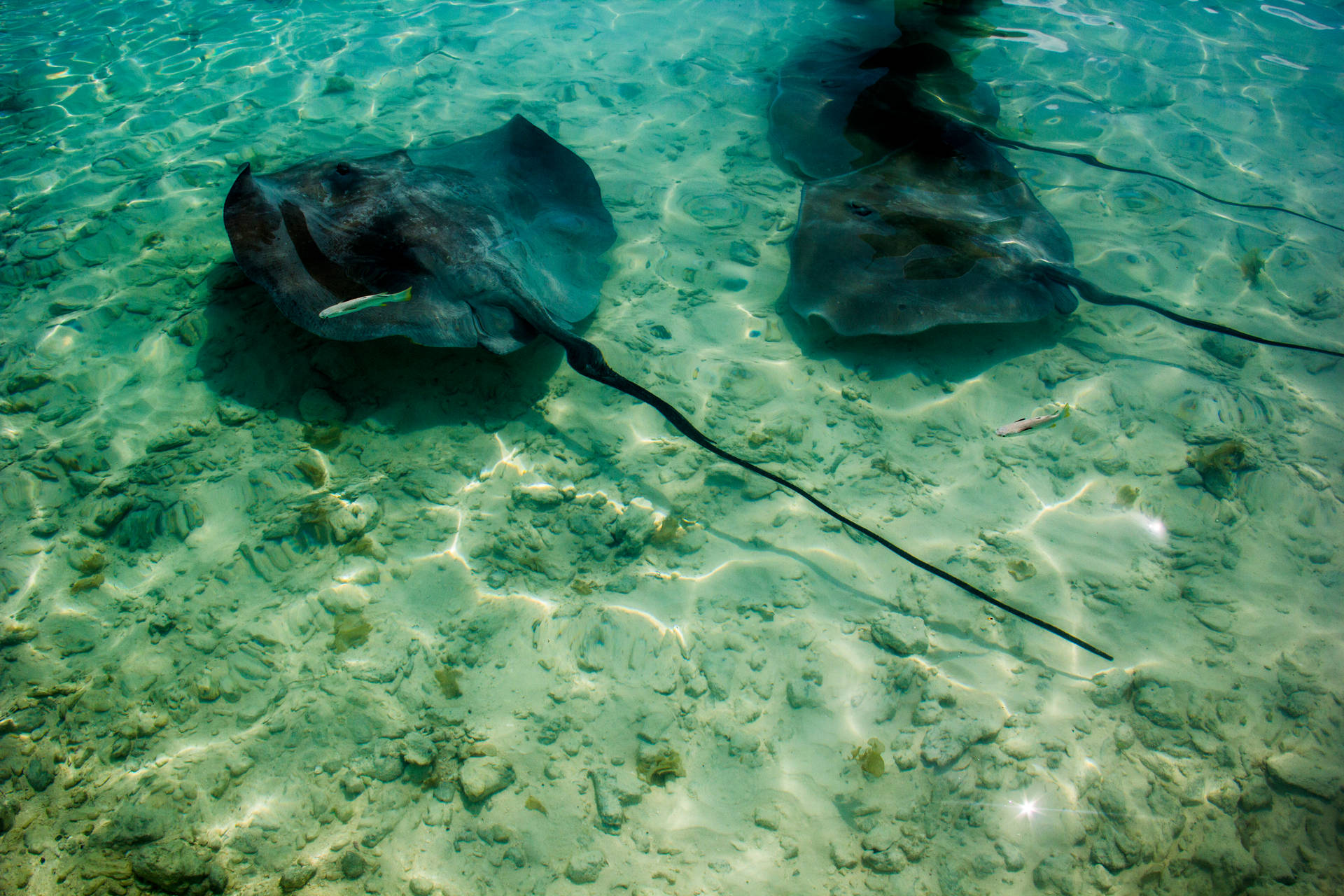 French Polynesia Black Manta Rays Background