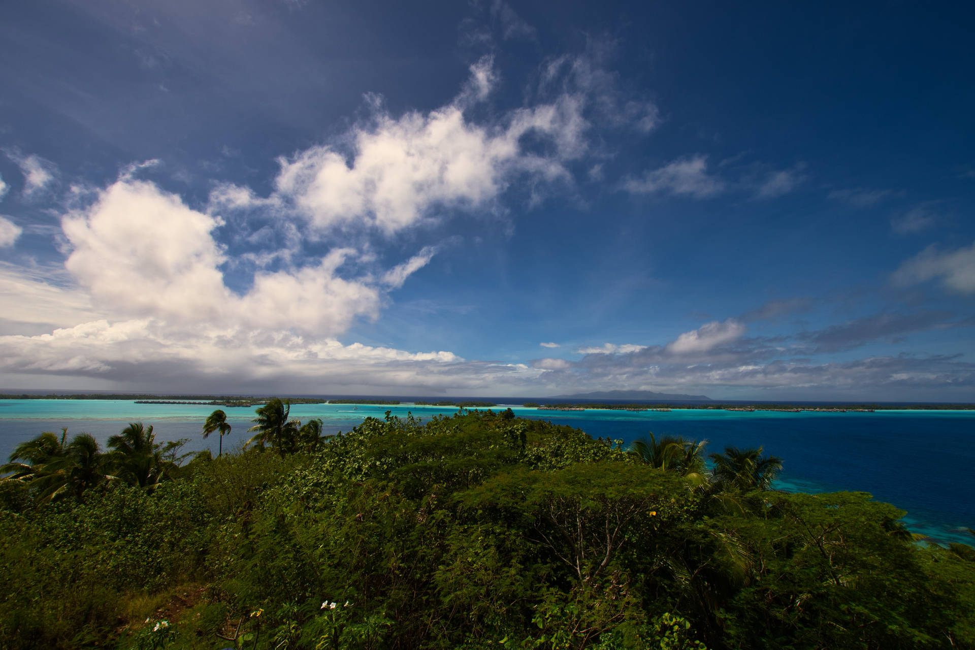 French Polynesia Forest Background