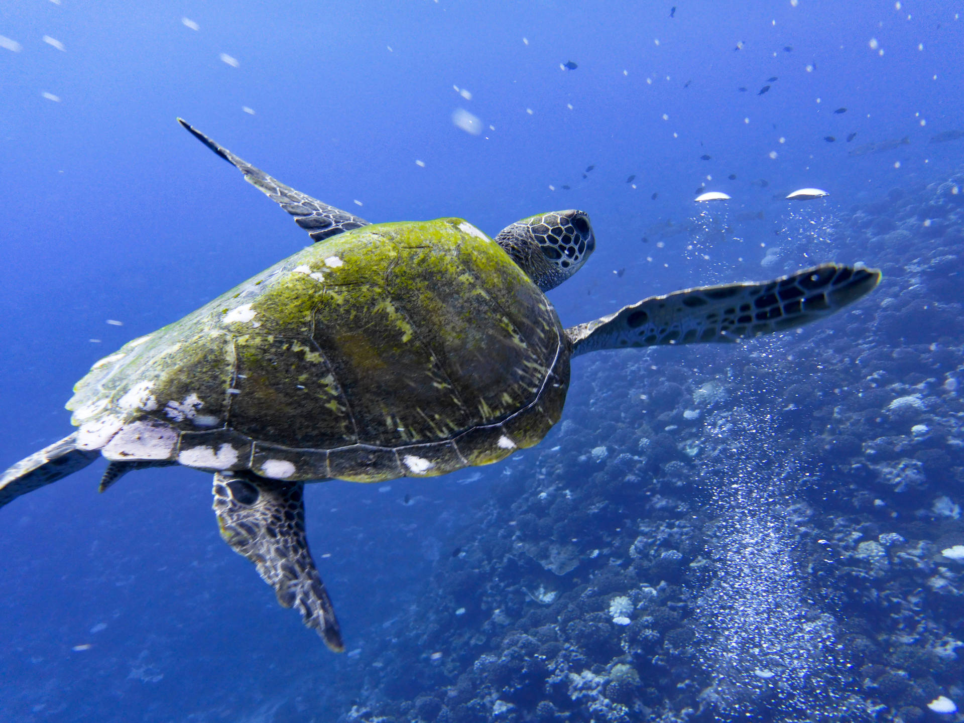 French Polynesia Under Water Turtle Background