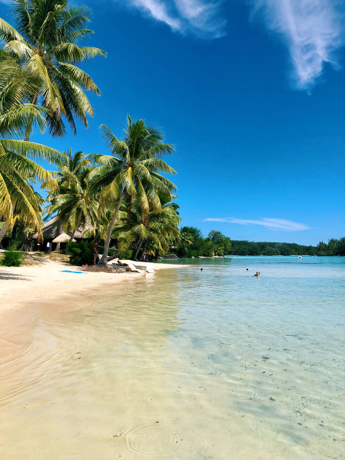 French Polynesia White Sand Beach Background