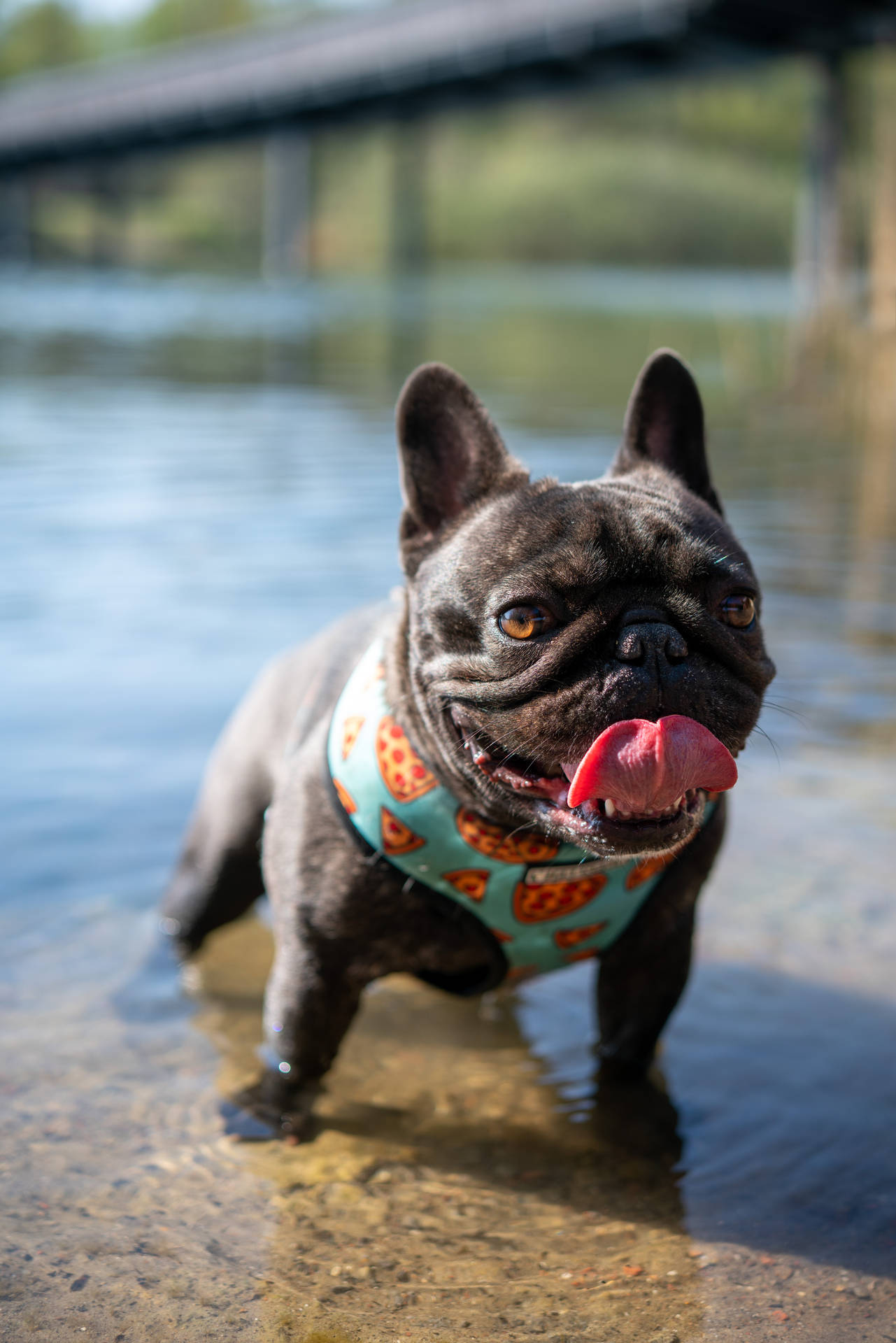 Frenchie Bulldog On Water