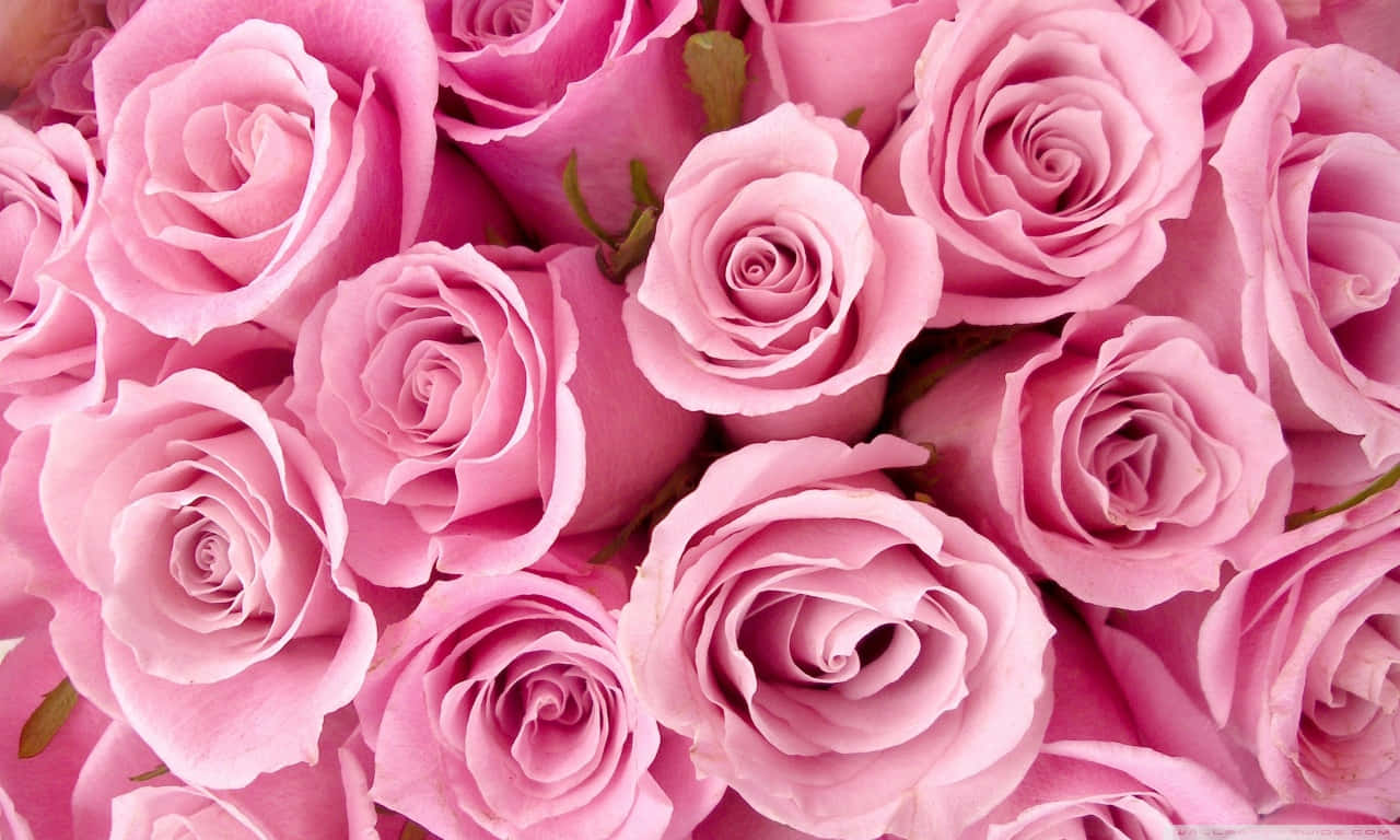 Fresh 1280x768 Rose Bouquet Background