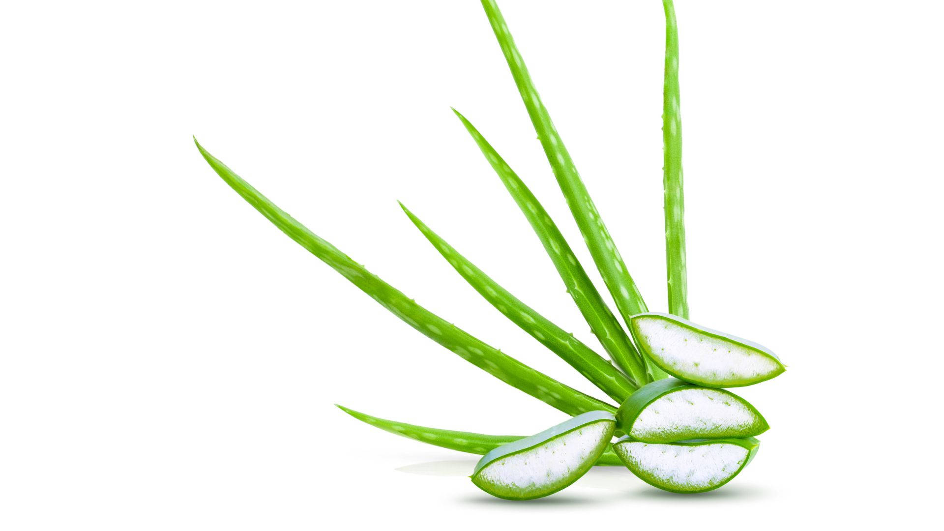 Fresh Aloe Vera Leaves And Slices Background