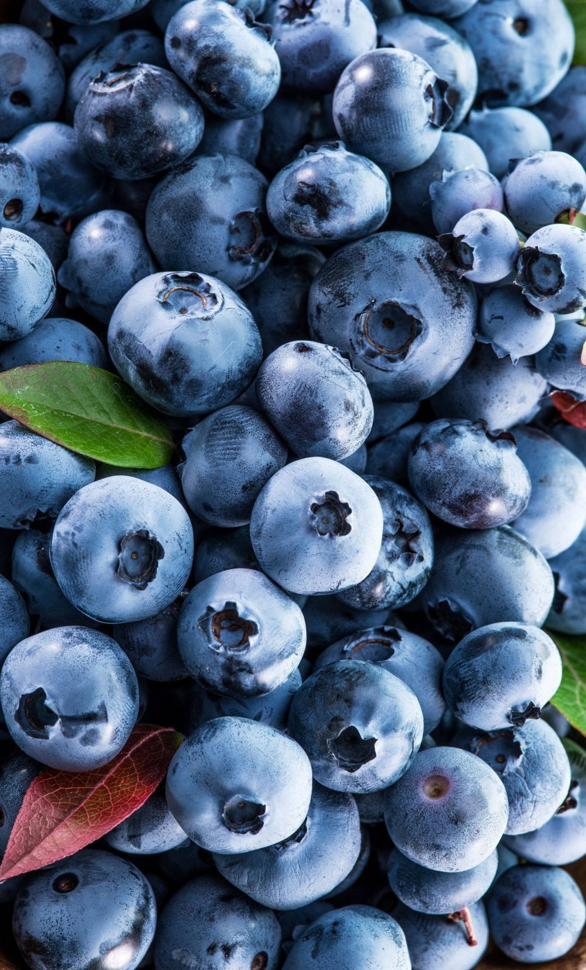 Fresh And Healthy Blueberries Background