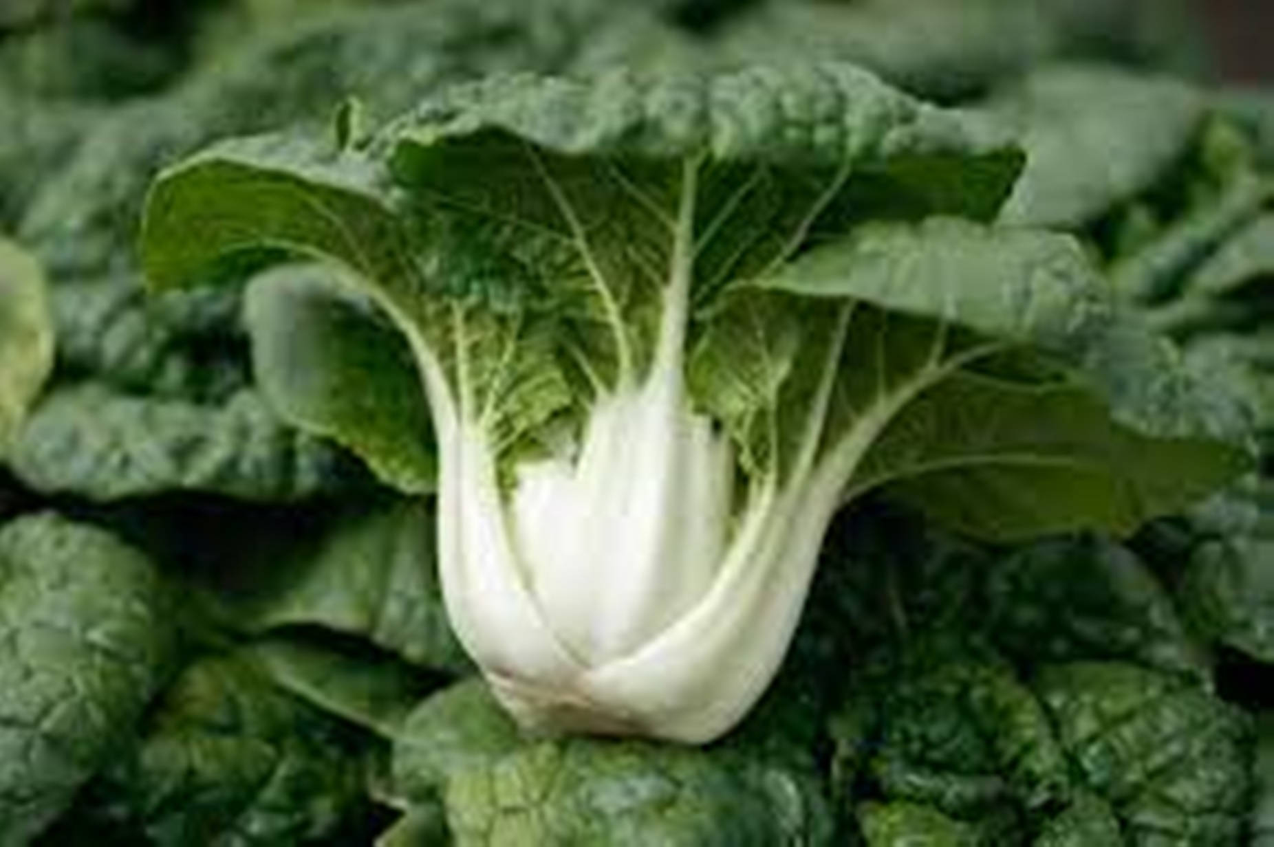 Fresh And Healthy Bok Choy - A Green Superfood