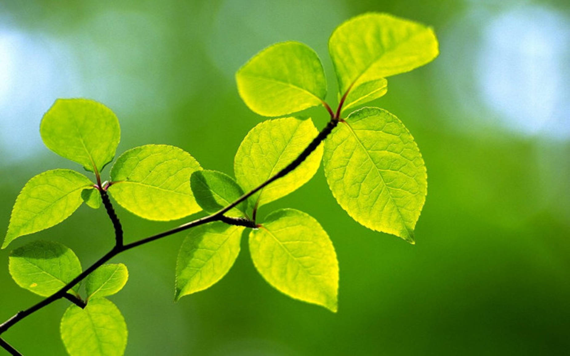 Fresh And Lush Moringa Leaves Background