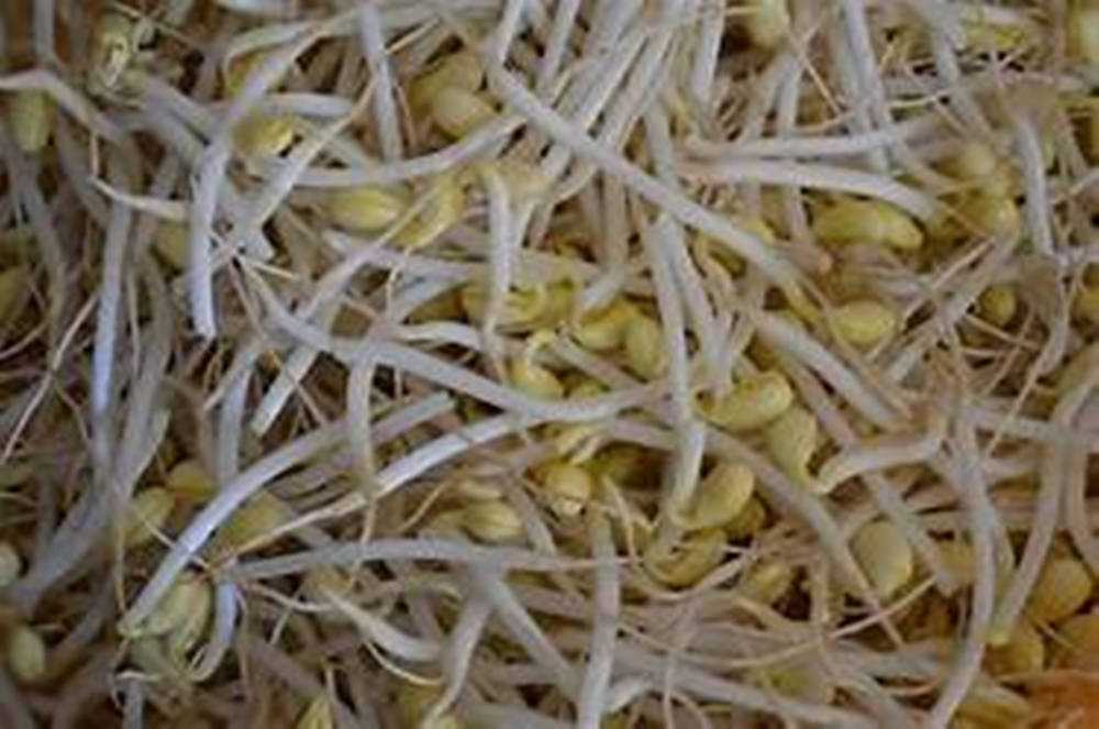 Fresh And Nutritious Mung Bean Sprouts Background