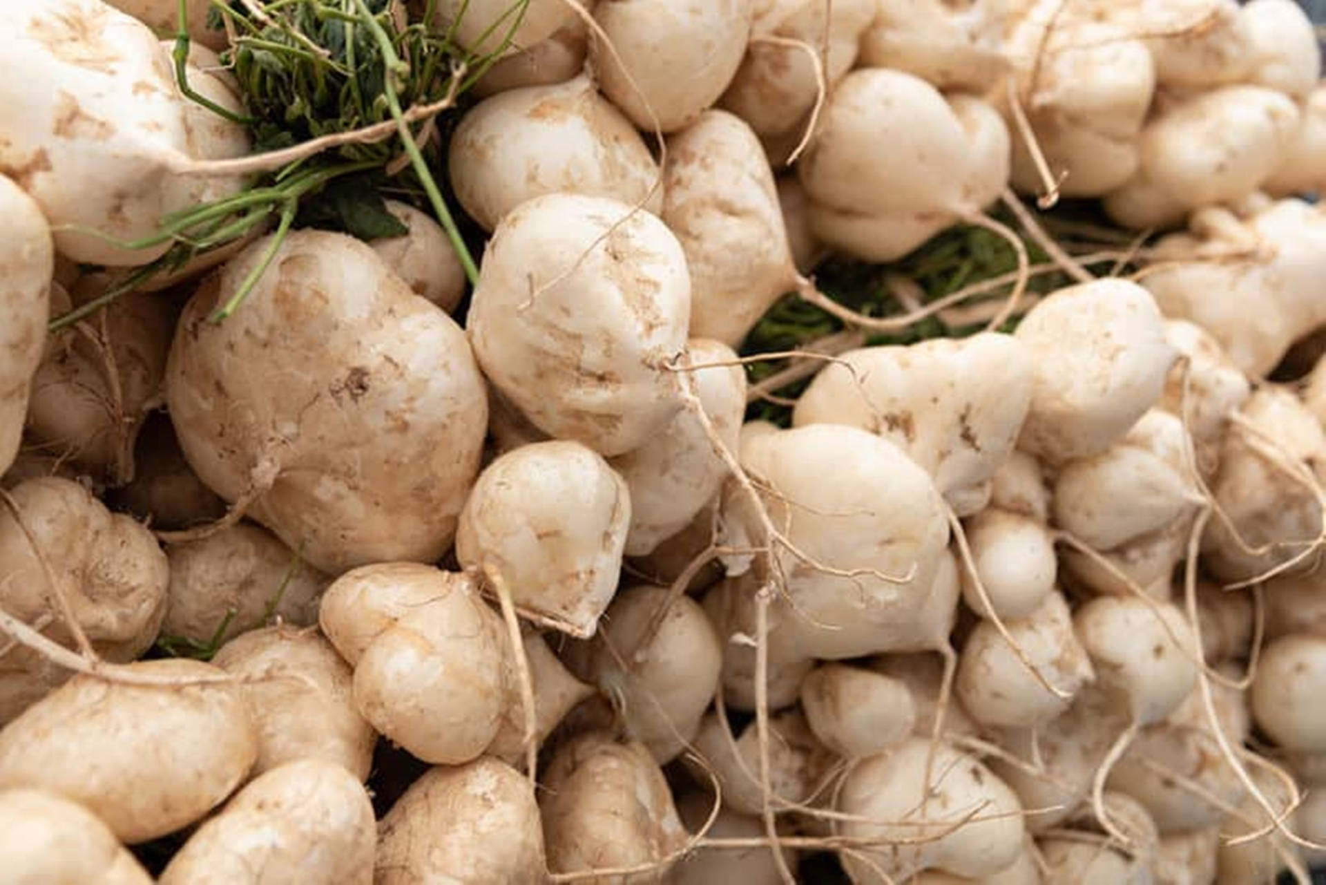 Fresh And Raw Jicama Root Background