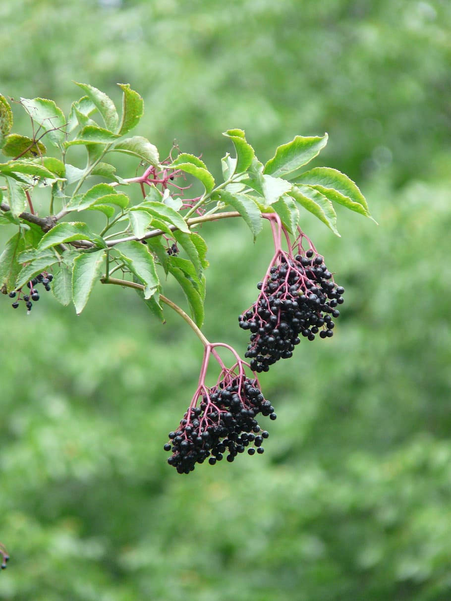 Fresh And Ripe Elderberries Hanging In Nature Background