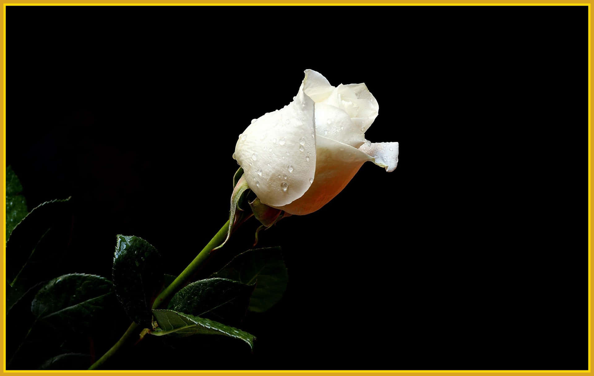 Fresh And Simple White Rose Background