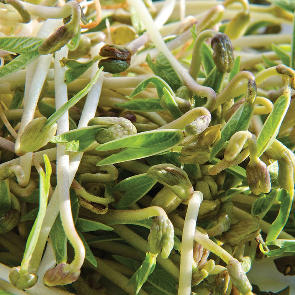 Fresh And Vibrant Mung Bean Sprouts Vegetable