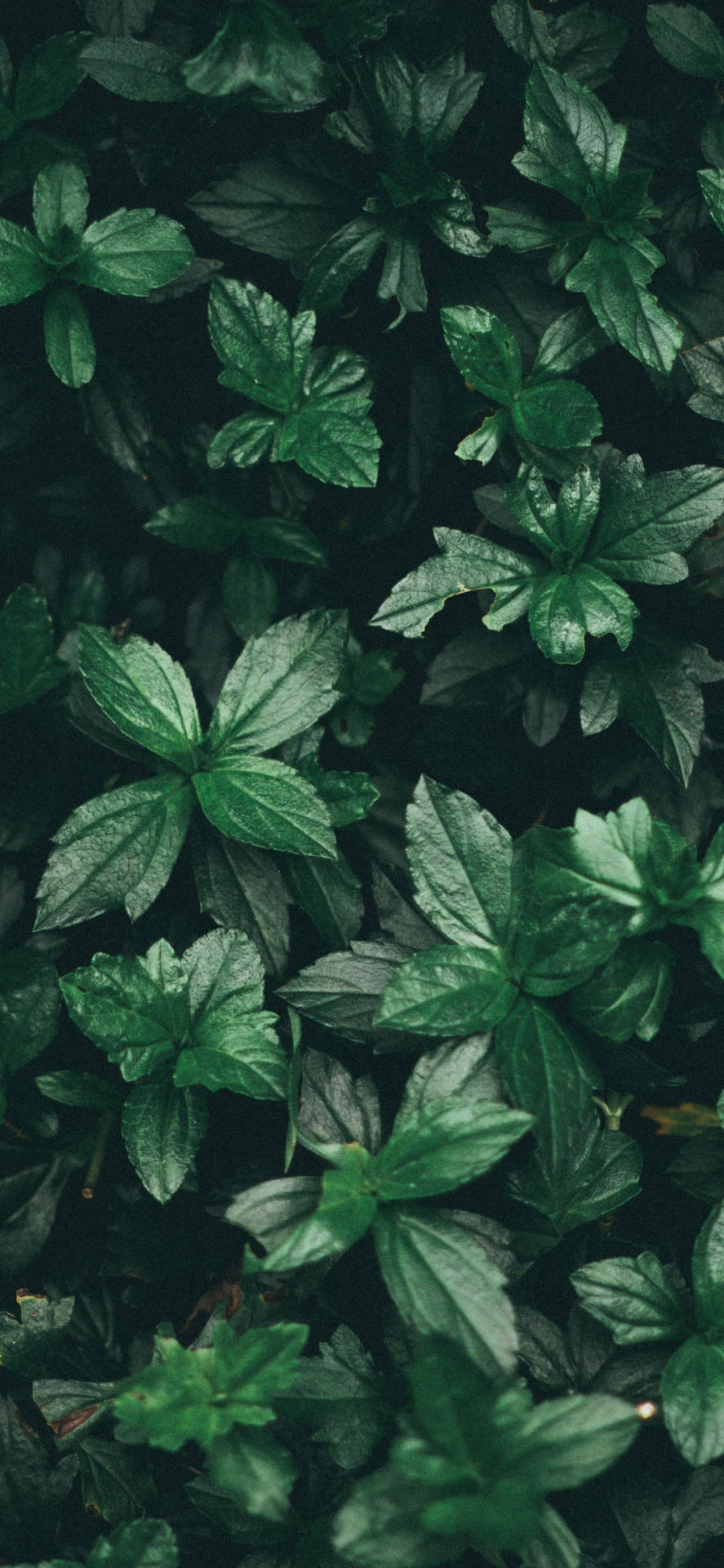 Fresh Aromatized Mint Plant Background