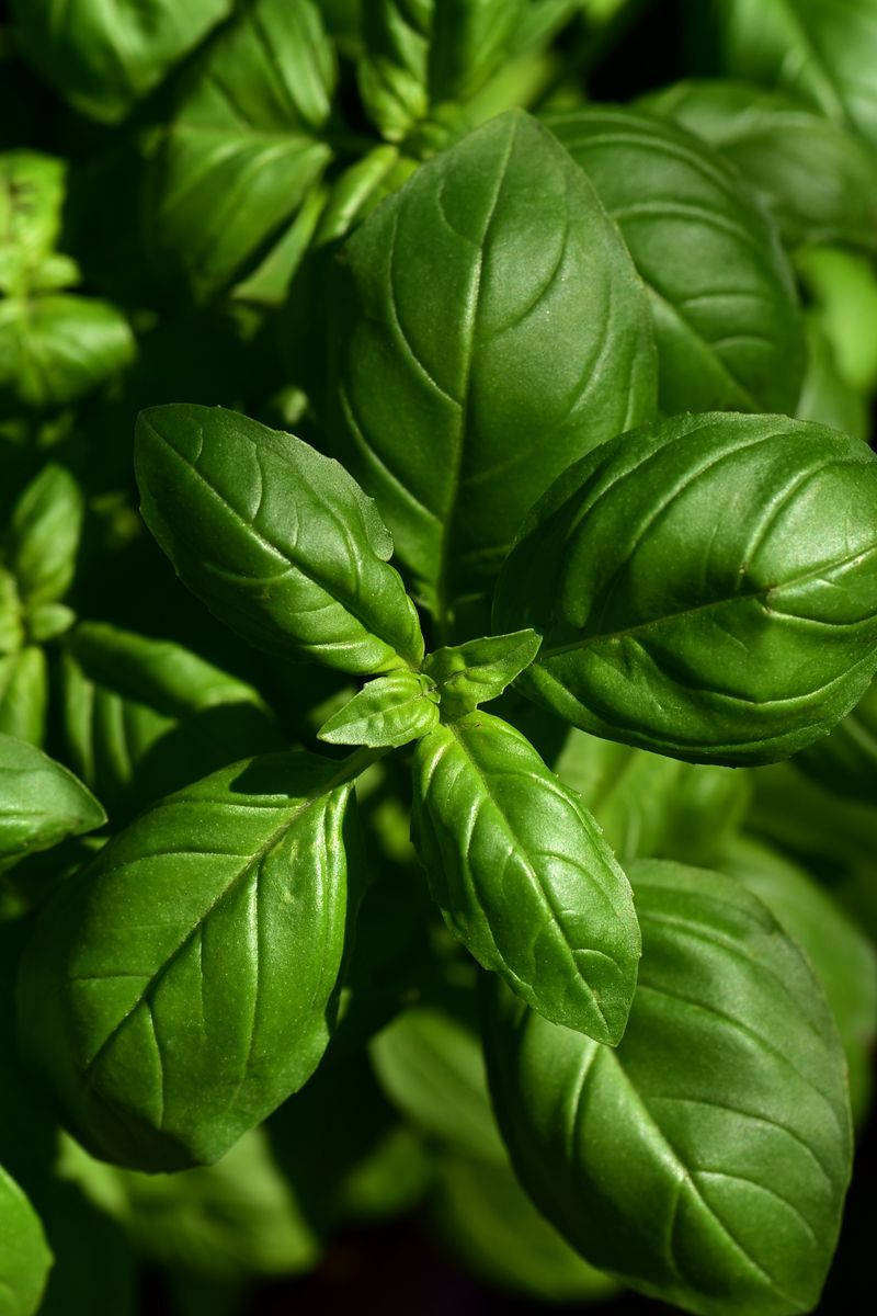 Fresh Basil Herbs Close Up