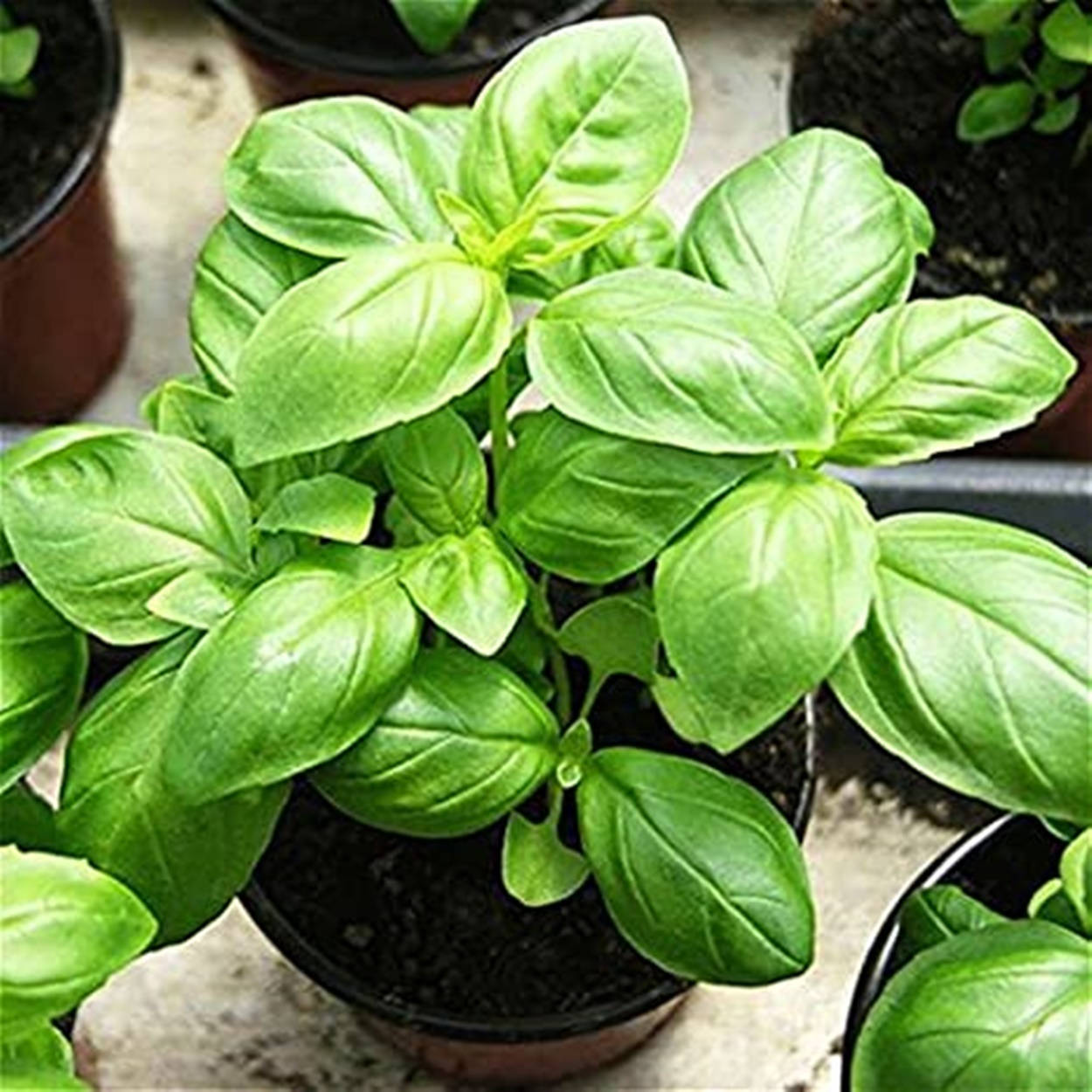 Fresh Basil Plant Potted In A Nursery. Background