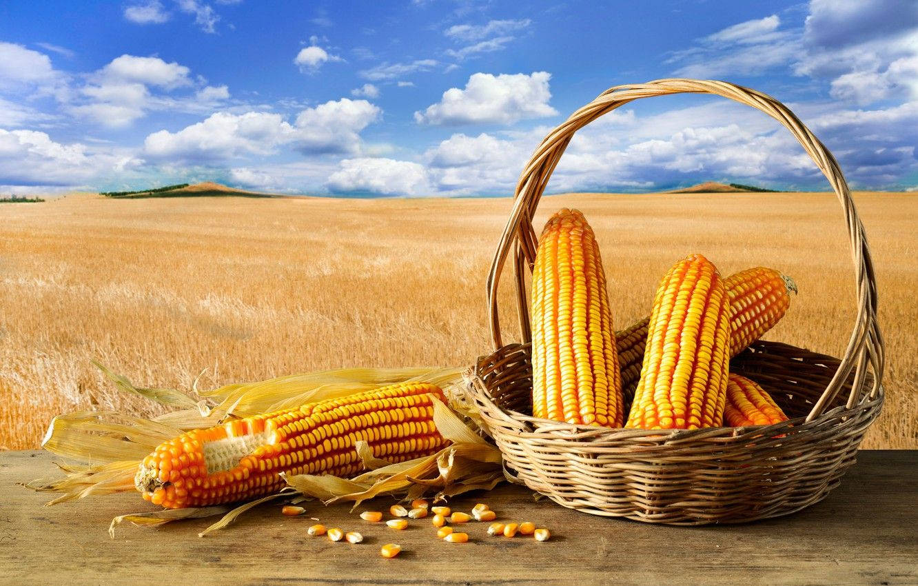 Fresh Basket Of Golden Sweet Corn Background