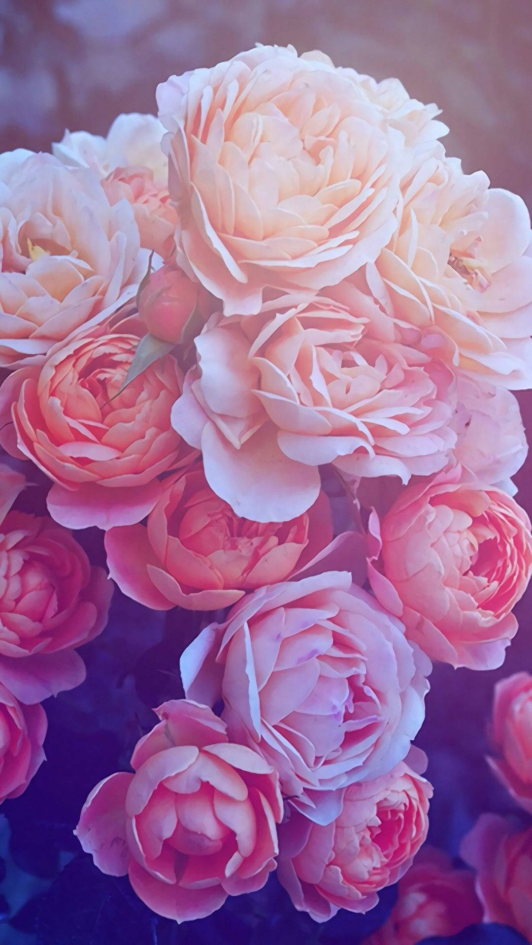 Fresh Blooming Pink Rose Iphone Background