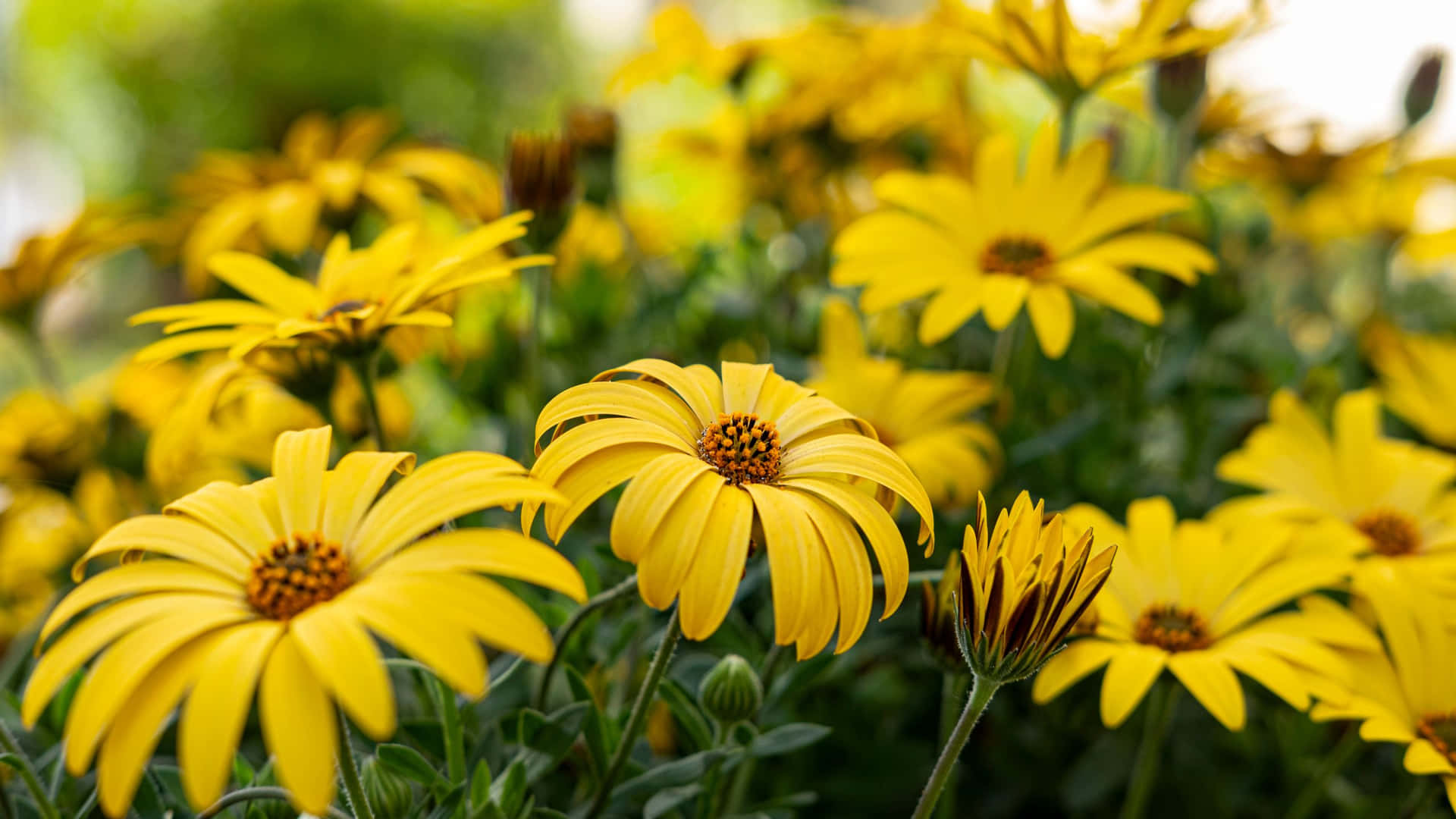 Fresh Blooms Yellow Aesthetic Flower Desktop