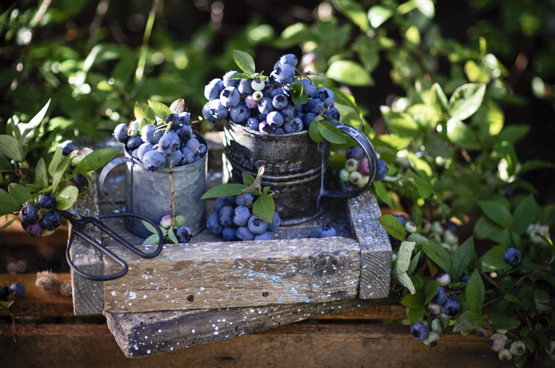 Fresh Blueberries From The Garden Background