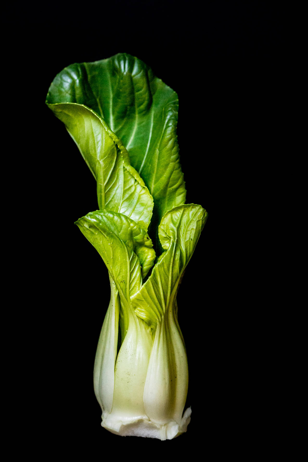 Fresh Bok Choy - Healthy Green Vegetable Background