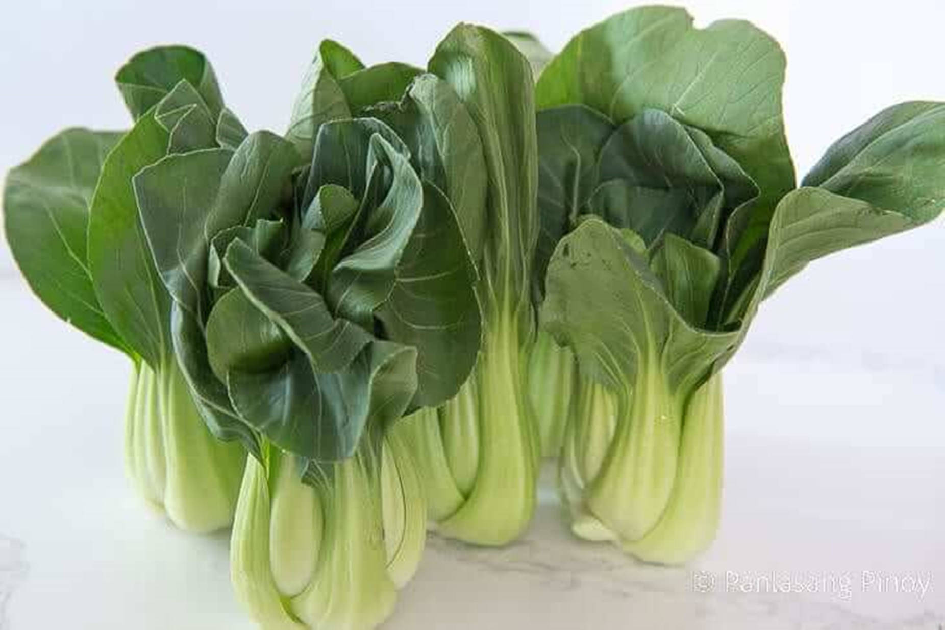 Fresh Bok Choy - The Healthy Chinese Cabbage Background