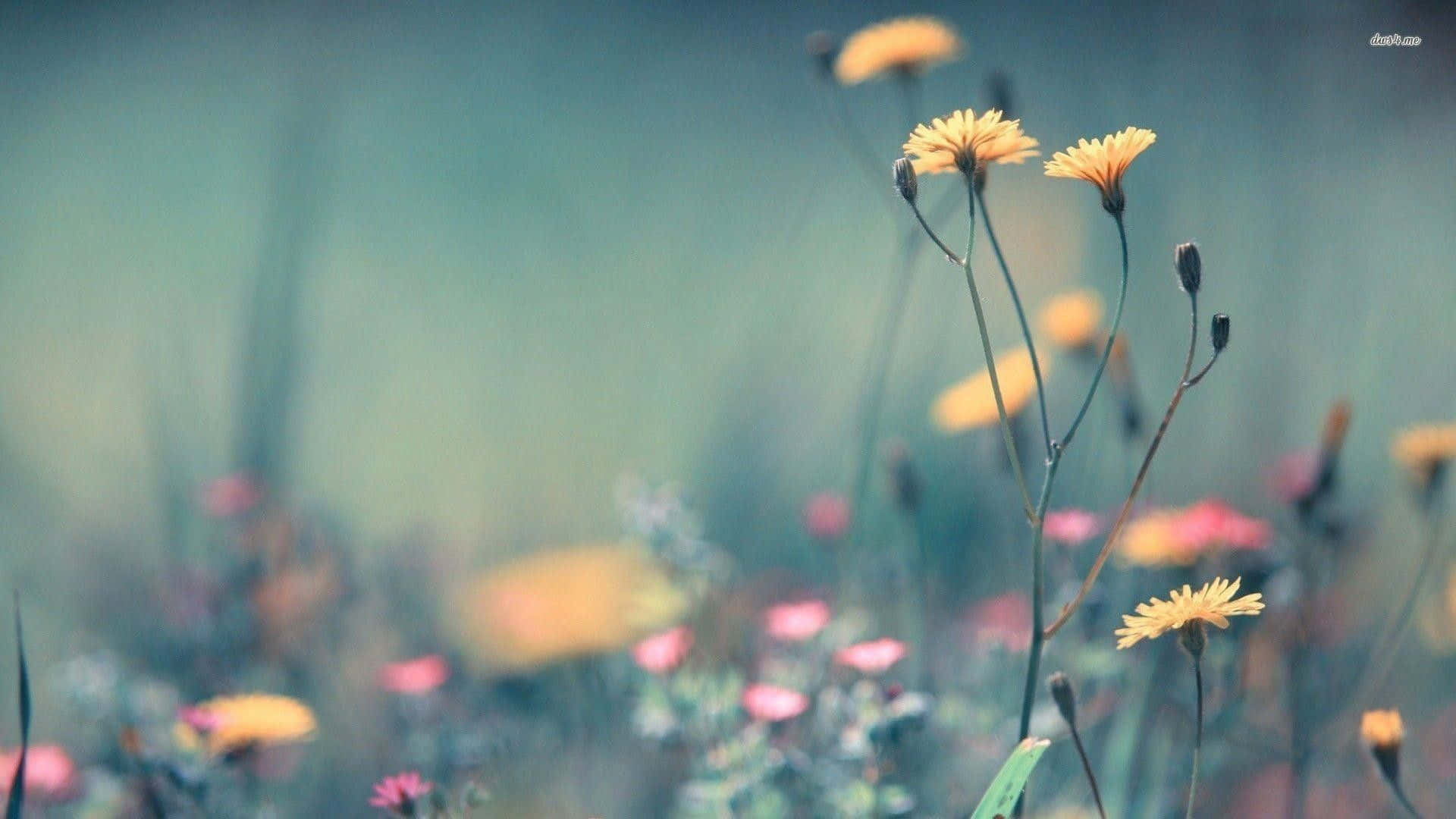 Fresh Bouquet Of Wildflowers On A Blue Background Background