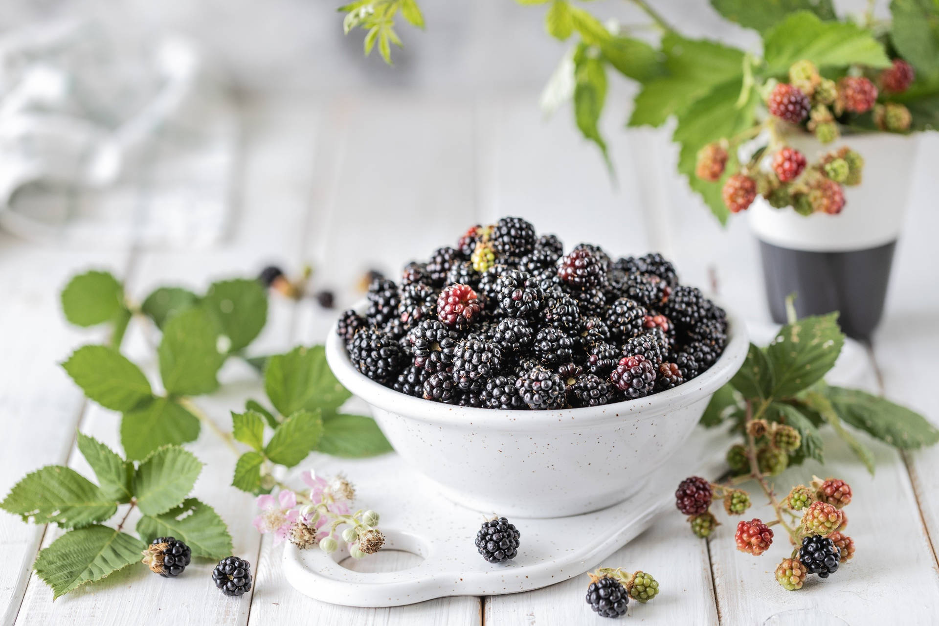 Fresh Boysenberry Hybrid Berry On The Bush Background