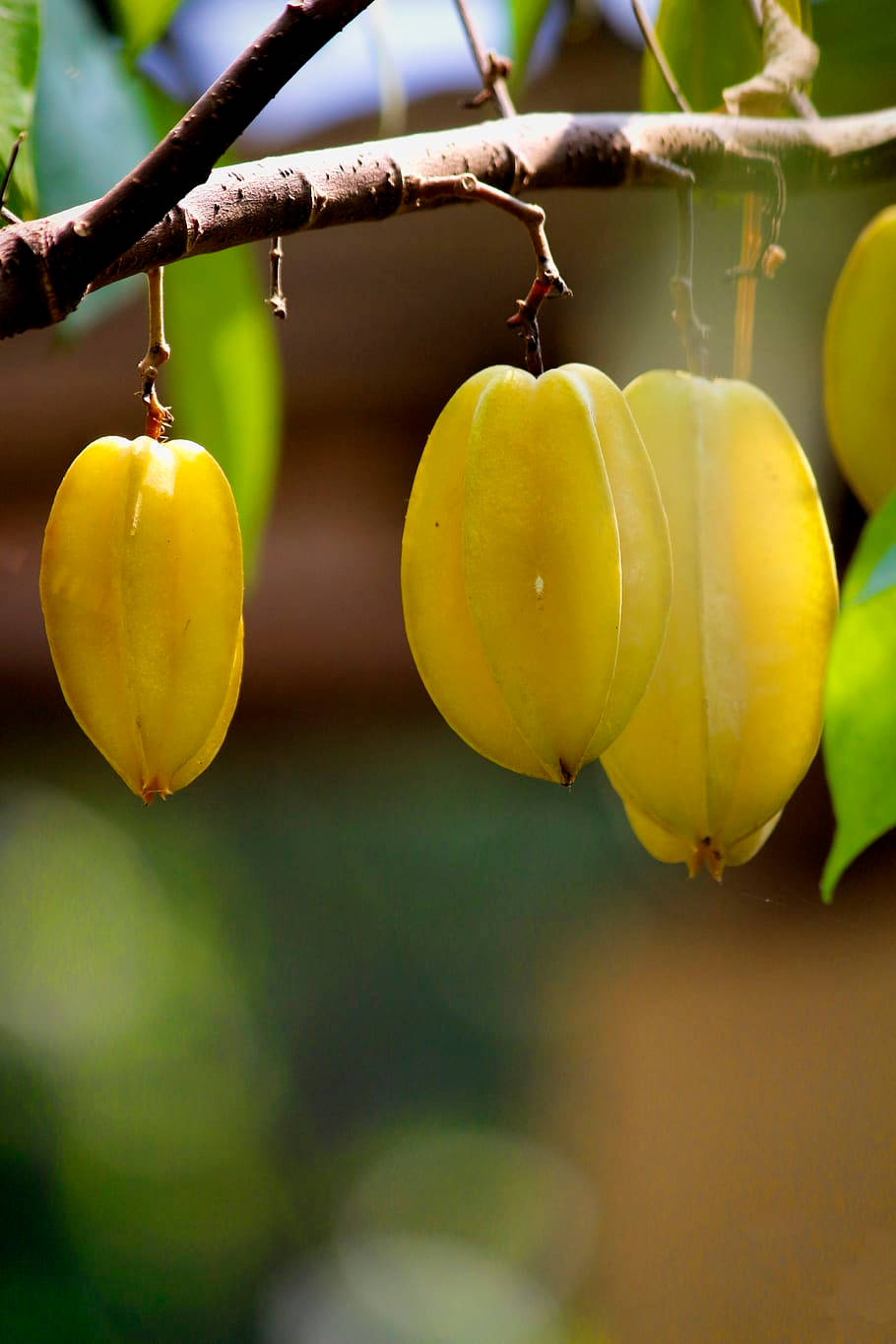 Fresh Carambola (starfruit) Hanging On A Tree