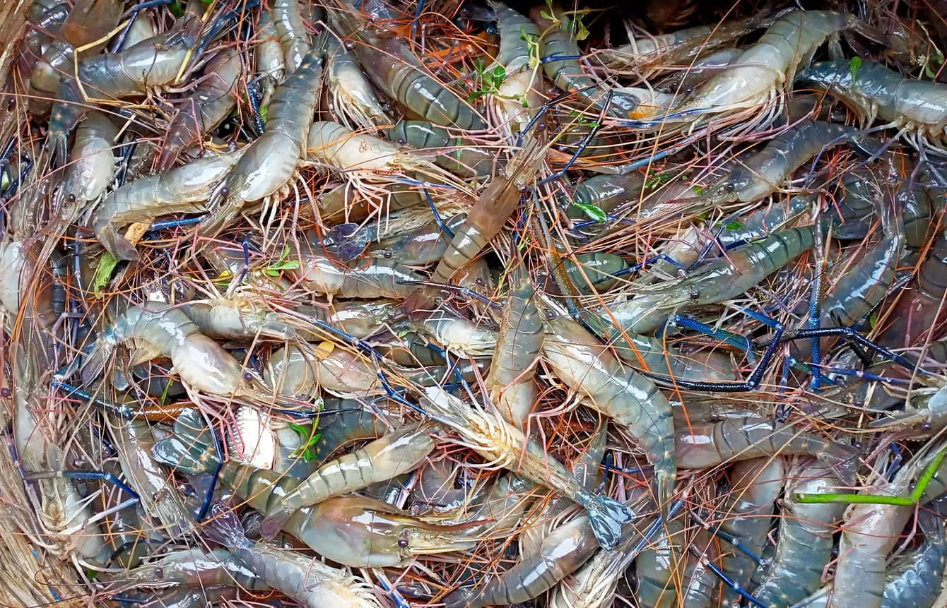 Fresh Catch Prawns Background