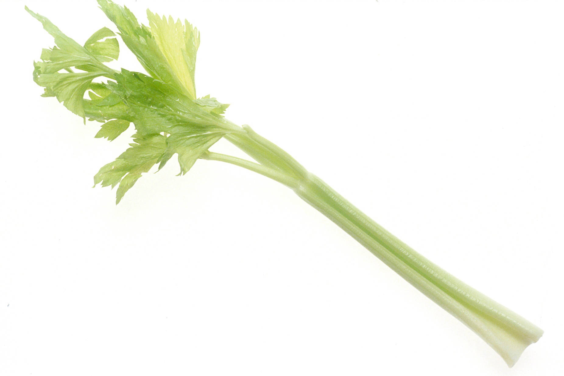 Fresh Chinese Leaf Celery In High Resolution Background